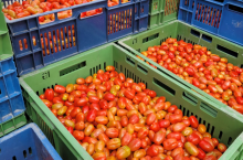 &lt;p&gt;W ramach marki Jakość z Natury, dostępnej w siec i Carrefour na wyłączność, do sklepów trafiły nowe odmiany pomidorów uprawianych przez rodzinne gospodarstwo Milczarskich z Kostrzyna&lt;/p&gt;
